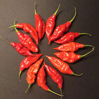 Hot Paper Lantern Pepper Seeds, Garden Vegetables