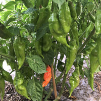 Hot Paper Lantern Pepper Seeds, Garden Vegetables