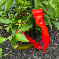 Hot Portugal Pepper Seeds, Moderate Heat Garden Vegetables