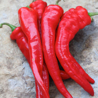 Hot Portugal Pepper Seeds, Moderate Heat Garden Vegetables