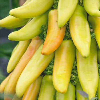 Mexican Sunrise F1 Hybrid Pepper Seeds, Prolific Producing Garden Vegetables