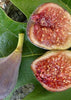 Ficus carica 'Celeste' Cold Hardy Fig - Live Plant
