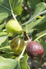 Ficus carica 'Celeste' Cold Hardy Fig - Live Plant