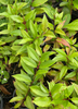 Psidium friedrichsthalianum, Costa Rican Guava Fruit Tree - Live Plant