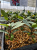 Neea psychotrioides, Rare Tropical Hojas de Salat Tree - Live Plant