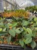 Neea psychotrioides, Rare Tropical Hojas de Salat Tree - Live Plant