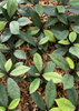 Neea psychotrioides, Rare Tropical Hojas de Salat Tree - Live Plant