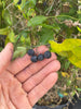 Passiflora Suberosa Vine, Corky Stem Edible Passion Fruit - Live Plant