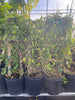 Passiflora Suberosa Vine, Corky Stem Edible Passion Fruit - Live Plant