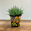 Aloe 'Crosby's Prolific', Hybrid Succulent Plant