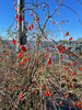 Lycium carolinianum, Christmasberry Shrub - Live Plant