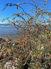 Lycium carolinianum, Christmasberry Shrub - Live Plant