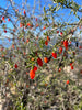 Lycium carolinianum, Christmasberry Shrub - Live Plant