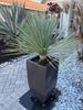 Yucca Rostrata Succulent Plant