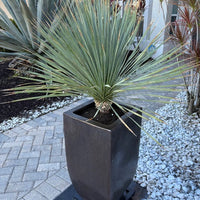 Yucca Rostrata Succulent Plant