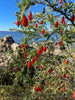 Lycium carolinianum, Christmasberry Shrub - Live Plant