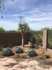 Agave Parryi Truncata Plant, Cold Hardy
