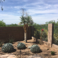 Agave Parryi Truncata Plant, Cold Hardy