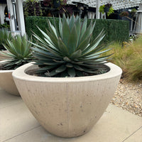 Agave 'Blue Glow' Landscaping Plant