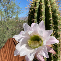 Echinopsis Terscheckii, South American Saguaro Cactus Plant