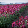 Ranunculus 10 Corms - Tecolote Purple By Easy To Grow Bulbs