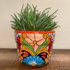 Aloe 'Crosby's Prolific', Hybrid Succulent Plant