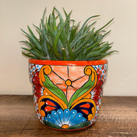 Aloe 'Crosby's Prolific', Hybrid Succulent Plant