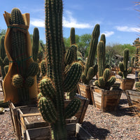 Echinopsis Terscheckii, South American Saguaro Cactus Plant