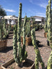 Lophocereus Schotti var. Monstrosus, Totem Pole 'Minor' Cactus Plant