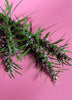 Leonurus sibiricus, Siberian Motherwort Herb - Live Plant