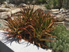 Aloe Cameronii, Indoor/Outdoor Succulent Plant