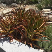 Aloe Cameronii, Indoor/Outdoor Succulent Plant