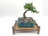Shohin Bonsai Soil Mix By Bonsai Supply