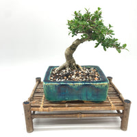 Shohin Bonsai Soil Mix By Bonsai Supply