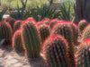 Ferocactus Pringlei, Beautiful Red Spined Barrel Cactus Plant