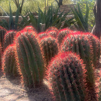 Ferocactus Pringlei, Beautiful Red Spined Barrel Cactus Plant