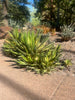Agave Lophantha Quadricolor, Cold Hardy Landscape Variegated Succulent Plant