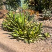 Agave Lophantha Quadricolor, Cold Hardy Landscape Variegated Succulent Plant