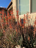 Aloe "Blue Elf" Dwarf Succulent Plant