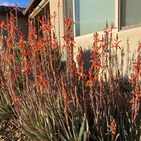 Aloe "Blue Elf" Dwarf Succulent Plant