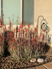 Aloe "Blue Elf" Dwarf Succulent Plant