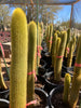 Vatricania guentheri Golden Torch Cactus Plant