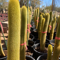 Vatricania guentheri Golden Torch Cactus Plant