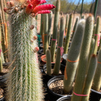 Cleistocactus Straussi Plant, Silver Torch Cactus With Red Flowers