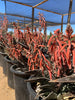 Aloe Variegata, Partridge Breast Aloe Succulent Plant 