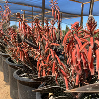 Aloe Variegata, Partridge Breast Aloe Succulent Plant 