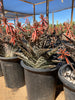 Aloe Variegata, Partridge Breast Aloe Succulent Plant 