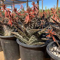 Aloe Variegata, Partridge Breast Aloe Succulent Plant 