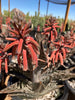 Aloe Variegata, Partridge Breast Aloe Succulent Plant 
