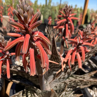 Aloe Variegata, Partridge Breast Aloe Succulent Plant 